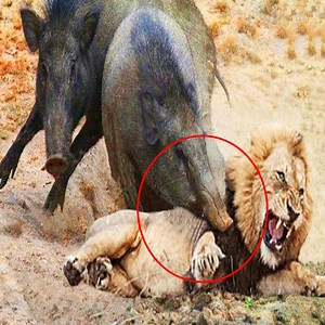 The prey escape the lion's hunt | Bravo Animals