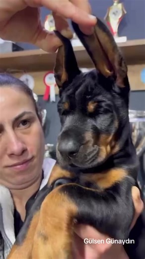 Dev Baby Doberman: Gülsen Günaydın'ın Yetiştiriciliği