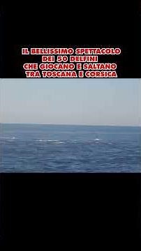 The beautiful spectacle of 50 dolphins playing and leaping between Tuscany and Corsica