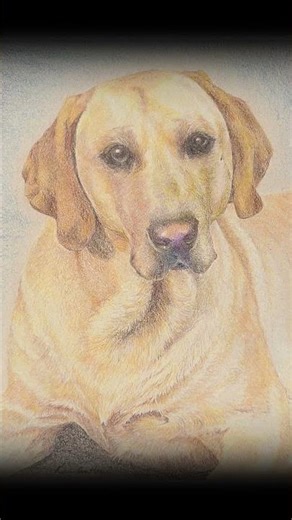 Colored Pencil Magic ✨ Watch This Yellow Lab Come Alive!