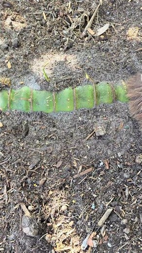 How do you propagate Buddha belly bamboo?