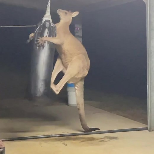 wild2free_aus on TikTok