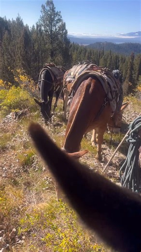 There’s something about being in the high country with a string of mules. When packing mules, there’s a few precautions we take to make sure our trip through this steep country is a safe one. Each mule has their own saddle, fit with a name tag and all. This ensures that even our new packers are fitting the right saddles on the right mules. It’s important that the saddles are fit nicely, so the packs ride smoothly and don’t sore the mules. We also put them in a specific order depending on what pa