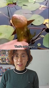 240K views · 10K reactions | This Strange Green Goo on Pond Lilies is Actually ALIVE! #plants #science #facts | vt.physics | Facebook