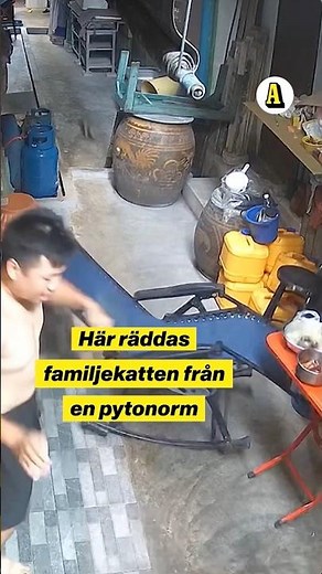 Brottades med pytonorm för att rädda katten