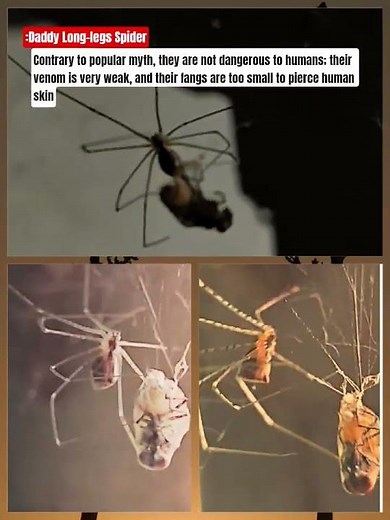 DADDY LONG-LEGS SPIDER, cellar spiders (Pholcus phalangioides). #spider #cellar #fly #predator
