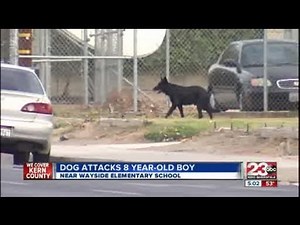 Dog Attacks 8-Year-Old Boy
