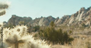 Cacti, plants and mountains in the desert