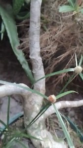 5 Seeds Adenium Obesum Seeds: Desert Rose Bonsai Tree, Exotic Flower - Etsy Canada