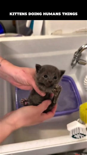 Kittens foing human things