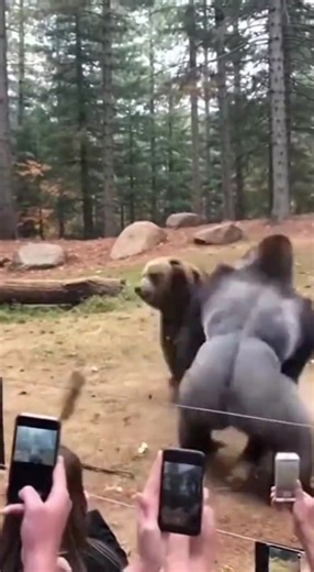 Gorilla Fight Compilation: Funny Gorilla vs Gorilla Moments