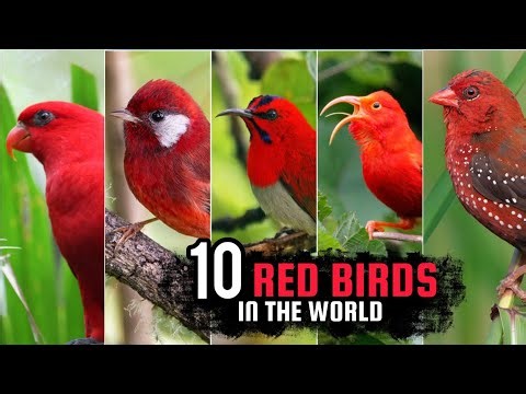 10 Red Birds in the World. Beautiful Bird!