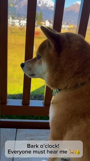 Barking Shiba Inu #shiba #sibainu #shibainu #cute #funny