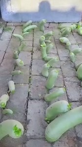 agriculture tips | Viral News Shareit
