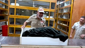 Giant Python BITES Me While Protecting Her Eggs!