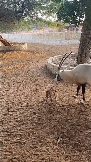 حياة المها العربي: قوة العائلة وحنان الأم