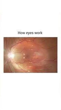 How Your Eyes REALLY Work! 👁️✨ | Retina, Lens & Vision Explained