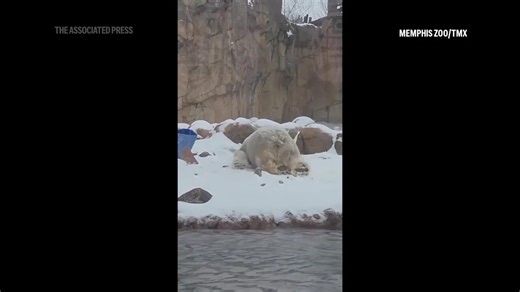 Memphis Zoo polar bear rolls around in snow after storm hits Tennessee
