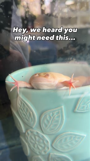 1.8K views · 47 reactions | Meet Frog — soon to be Pierogi  She...