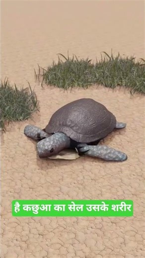Can a Turtle Leave Its Shell? 🐢 (The Surprising Truth) #amazingfacts #3danimation