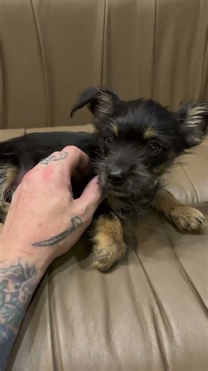 The venue in Houston found this puppy… Should we keep him? 🐶 What should we name him? #iration