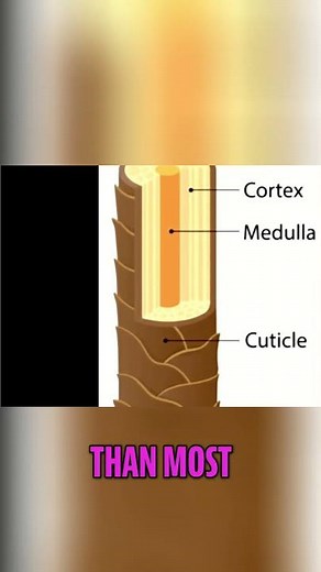 Conditioner Paste vs. Lotion: Why Structure Matters #shorts