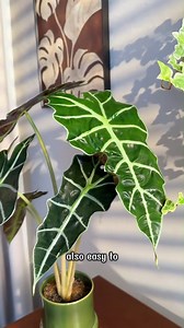 8.1K views · 74 reactions | A simple solution chosen by plant lovers is growing Alocasia Amazonica Poly at home | Dodo Garden | Facebook