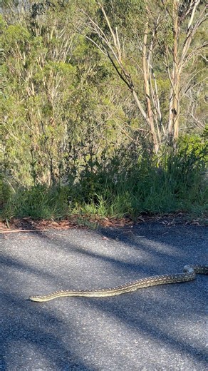 Carpet Python (morelia spilota) #queensland