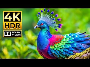 ANIMAL 4K Video - Incredible Dolby Vision HDR 4K 60 FPS | Cinematic Sound