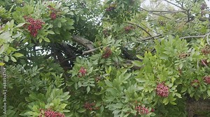 Pink pepper growing on the Brazilian pepper tree - Schinus terebinthifolius, aroeira plant. Stock Video