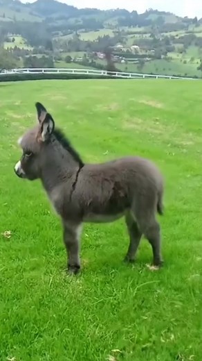 Adorable Baby Donkey Moments