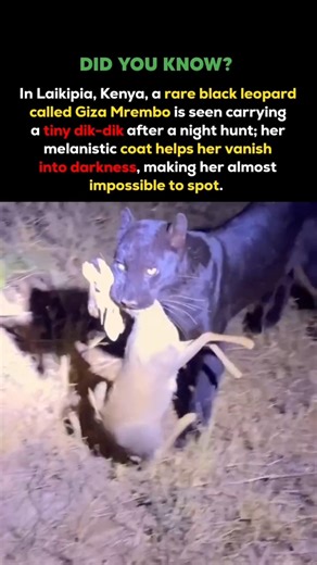 Rare Black Leopard Night Hunt Caught on Camera in Kenya Invisible Predator Strikes! #shorts