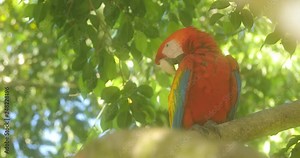 Red parrot Scarlet Macaw hidden, Ara macao, bird sitting on branch, Panama. Wildlife scene from tropical forest. Beautiful parrot on green tree in nature habitat. Detail close-up portrait in jungle.