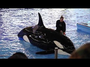 Takara and Trainer during Orca Encounter - SeaWorld San Antonio