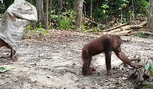 Hilarious orangutan has silly trick for getting your attention