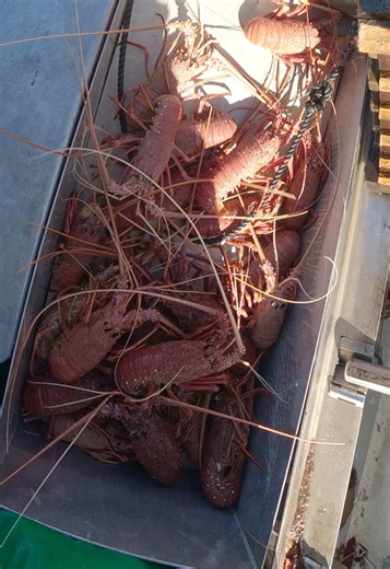 Fishing for Crayfish and Lobster Techniques