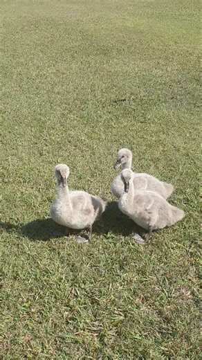 Swan Babies #swan #birds #birdlovers #nature #wildlife #cuteanimals #naturelovers #animals #pets