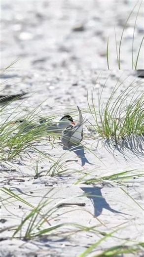 Least tern nesting behavior caught on camera #birdlovers #wildlife #shorts