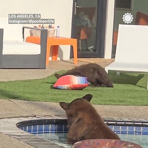 116K views · 2.7K reactions | Bears just wanna have fun! A backyard pool turned into a bear oasis on a summer day in California  | AccuWeather | Facebook