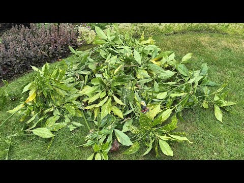 Annual Maintenance Prune, Aucuba Japonica "Gold Dust Plant" (4K) - June 23, 2025