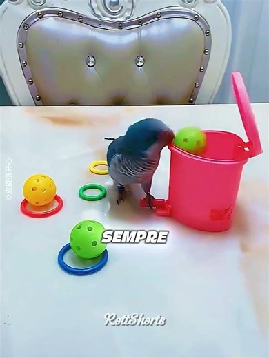 PAPAGAIO sabe fazer TUDO! 🦜✨