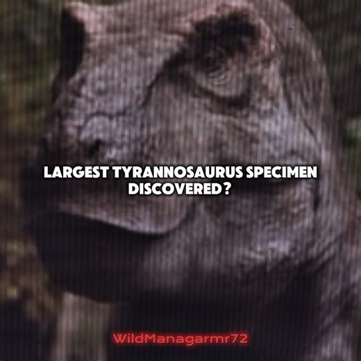 This T-Rex specimen comparable with Sue and Scotty? | About Prehistoric Creatures| Part28 #funfacts