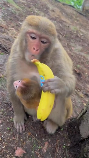 How a Monkey Peels a Banana in November
