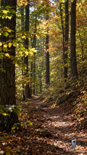 A hiking trail in Hoosier National Forest passes within feet of the last trace of Lick Creek, a thriving free Black settlement founded in 1811 that has almost completely disappeared today. #IndianaHistory #HoosierHistory #IndianaUntold #HoosierNationalForest #OrangeCountyIndiana