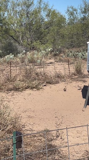 Bobwhite Quail Hunting in South Texas