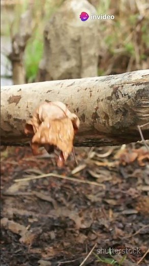 How Beavers Build Dams in 60 Seconds!