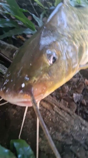 #seinscreva #deixaolike #fishing #pescaria #pesca #sub #pescando #mandi #resenderj #fish #1k #1000