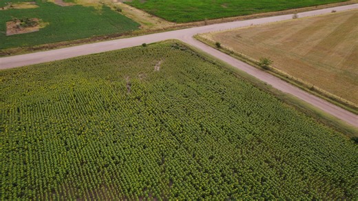Sunflower Field, Aerial Photography, Agriculture. Free Stock Video