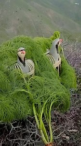 National bird of Pakistan partridge #partridge #chukar #travel #nature #facebookreels #reels #adventure #gb #pakistanibird | Gilgit Baltistan Adventure Treks and Tours Pakistan