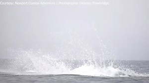 1.3M views · 64K reactions | AMAZING SIGHT! A huge baby whale named Popcorn recently stunned a photographer by breaching the surf off the California coast. STORY: https://bit.ly/3c3YqqU | FOX 10 Phoenix | Facebook